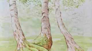 Břízy, 32× 24 cm, akvarel na papíře, 2023