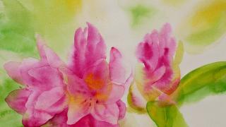 Rododendron, 32 x 24 cm, akvarel na papíře, 2022