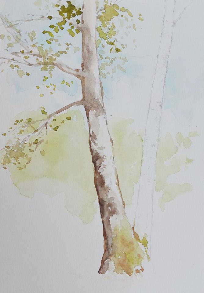 Břízy, 21 × 29,7 cm, watercolour on paper, 2023