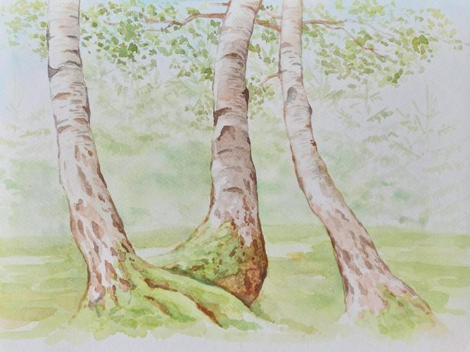 Břízy, 32× 24 cm, akvarel na papíře, 2023