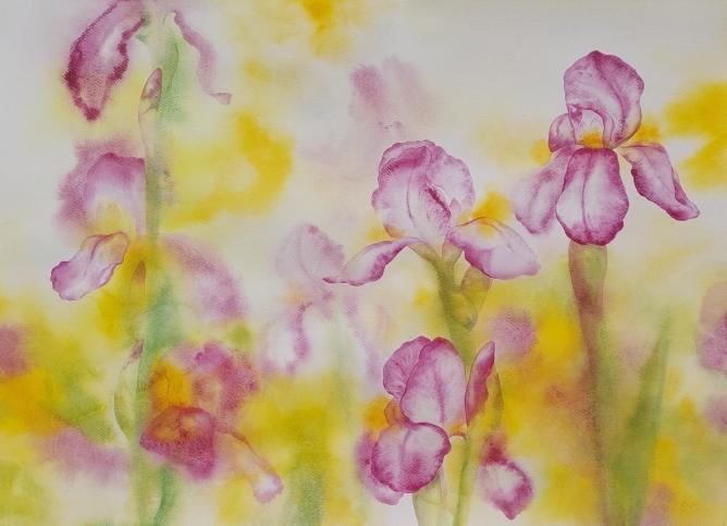 Kosatce I., 70 ×  50 cm, akvarel na papíře, 2024 