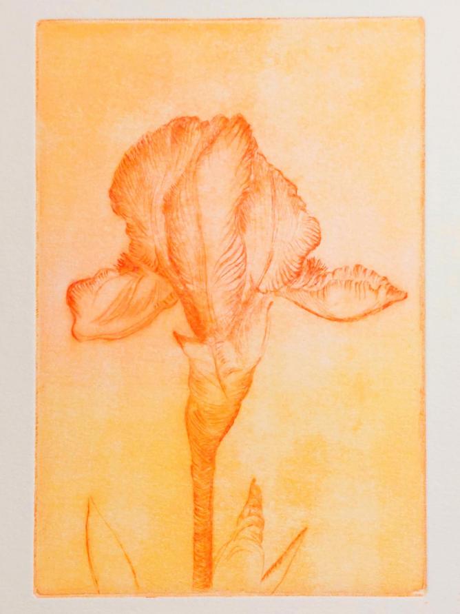Kosatec, grafika: suchá jehla, 10,5 x 15 cm, 2024 