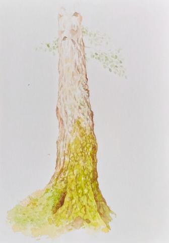 Bříza, 24 × 32 cm, watercolour on paper, 2023