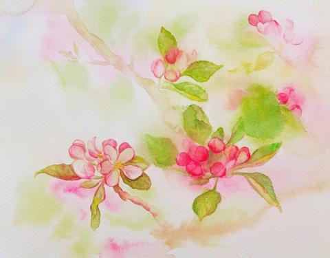 Květy jabloně, 32 x 24 cm, akvarel na papíře, 2023