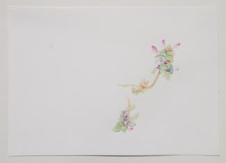 Hluchavka nachová, akvarel na papíře, 29,7x21 cm, 29. 3. 2020