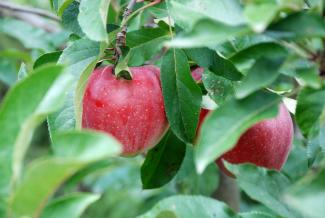 Červená jablka z brandýské zahrady
