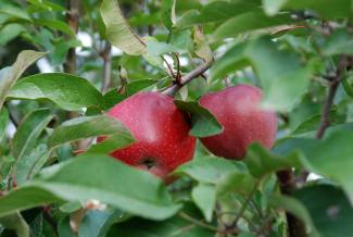 Červená jablka z brandýské zahrady