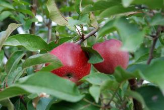 red apples