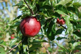 red apples