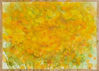 Jestřábník oranžový, akvarel na papíře, 50x70 cm, 2022