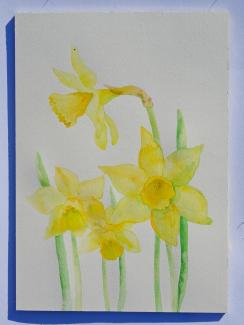 Narcisky, watercolor on paper, 21 x 29,7 cm, 2022