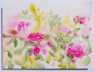 Růže, akvarel na papíře, 24x32 cm, 2023