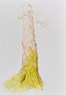 Bříza, 24x32 cm, watercolour on paper, 2023