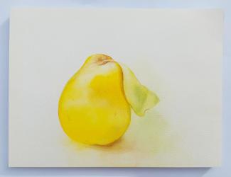 Kdoule, akvarel na papíře, 32 × 24 cm