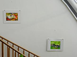 Butterfly Time, Fata Morgana Greenhouse, Prague Botanical Garden in Troja (2022)