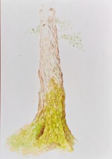 Bříza, 24 × 32 cm, watercolour on paper, 2023