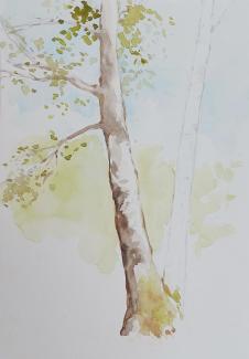 Břízy, 21 × 29,7 cm, watercolour on paper, 2023