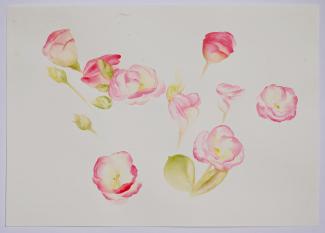 Eustoma, watercolour on paper, 29,7x42 cm, 2022