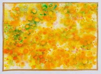 Jestřábník oranžový, akvarel na papíře, 70x50 cm, 2022