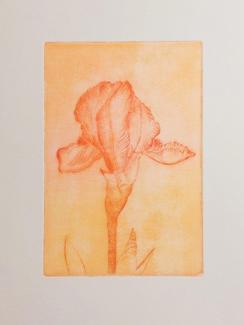 Kosatec, grafika: suchá jehla, 10,5 x 15 cm, 2024 