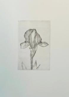 Kosatec, grafika: suchá jehla, 10,5 x 15 cm, 2024 